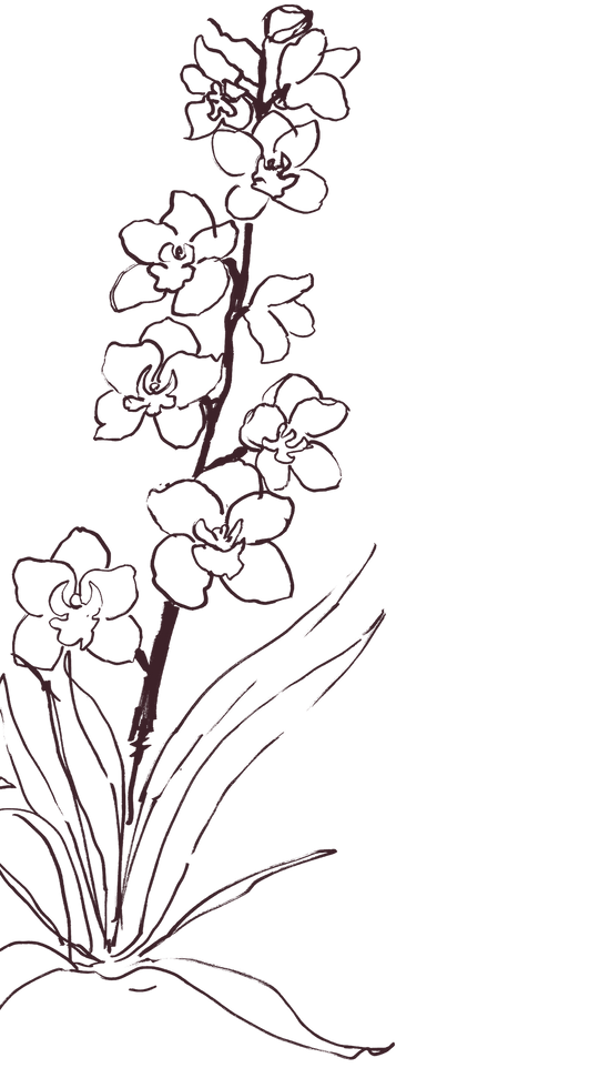 Hand drawn flowers