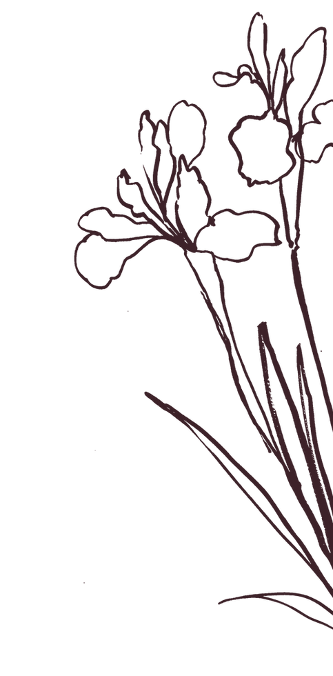 Illustration of flowers