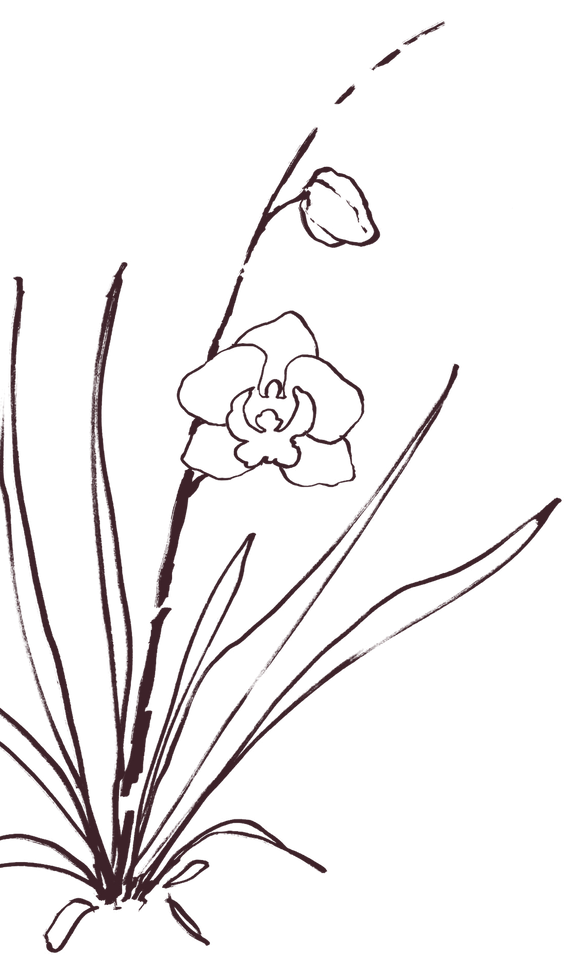 hand drawn flowers