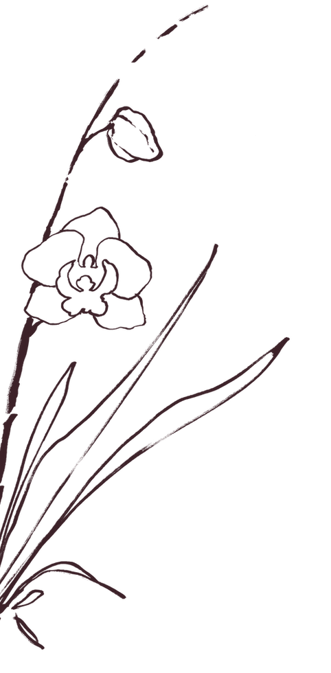 Illustration of flowers
