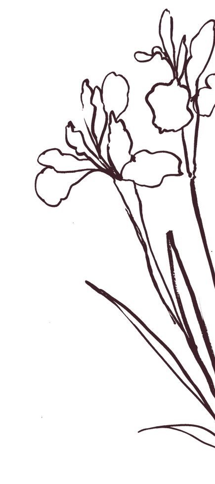 Illustration of flowers