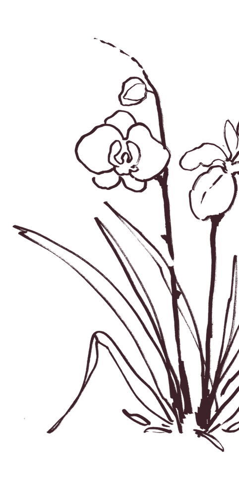 Hand drawn flowers