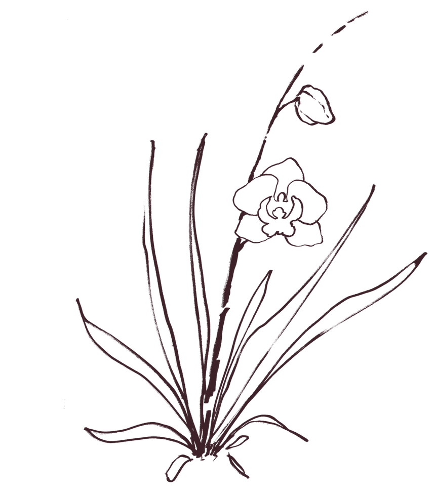 illustratin of flowers