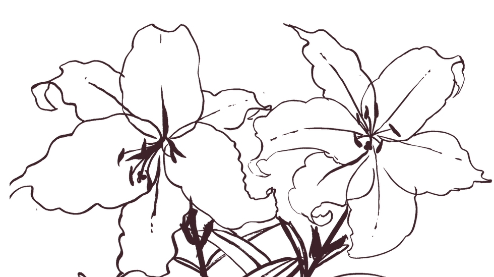 illustration of flowers