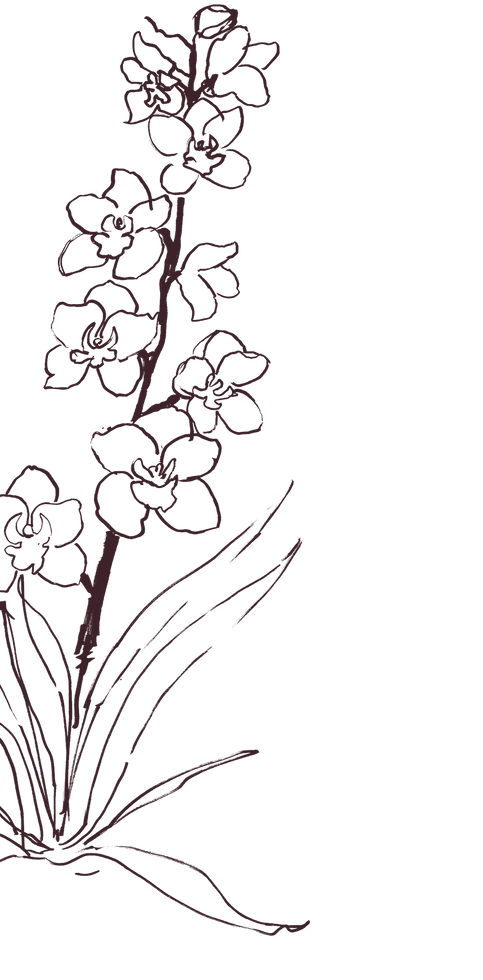 ilustration of floweers